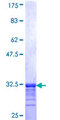 COL26A1 / EMID2 Protein - 12.5% SDS-PAGE Stained with Coomassie Blue.