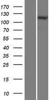 COL28A1 Protein - Western validation with an anti-DDK antibody * L: Control HEK293 lysate R: Over-expression lysate