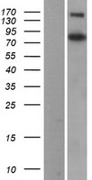 COL3A1 / Collagen III Protein - Western validation with an anti-DDK antibody * L: Control HEK293 lysate R: Over-expression lysate