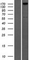 COL4A2 / Collagen IV Alpha2 Protein - Western validation with an anti-DDK antibody * L: Control HEK293 lysate R: Over-expression lysate