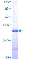 COL4A3BP / CERT Protein - 12.5% SDS-PAGE Stained with Coomassie Blue.