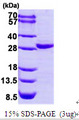 COL4A3BP / CERT Protein