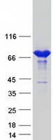 COL4A3BP / CERT Protein - Purified recombinant protein COL4A3BP was analyzed by SDS-PAGE gel and Coomassie Blue Staining