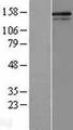 COL5A2 / Collagen V Alpha 2 Protein - Western validation with an anti-DDK antibody * L: Control HEK293 lysate R: Over-expression lysate