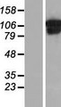 COL6A1 / Collagen VI Alpha 1 Protein - Western validation with an anti-DDK antibody * L: Control HEK293 lysate R: Over-expression lysate
