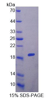 COL6A1 / Collagen VI Alpha 1 Protein - Recombinant Collagen Type VI Alpha 1 By SDS-PAGE