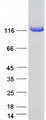 COL6A1 / Collagen VI Alpha 1 Protein - Purified recombinant protein COL6A1 was analyzed by SDS-PAGE gel and Coomassie Blue Staining