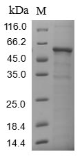 COL6A3 / Collagen VI Alpha 3 Protein - (Tris-Glycine gel) Discontinuous SDS-PAGE (reduced) with 5% enrichment gel and 15% separation gel.