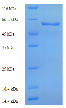 COL6A6 Protein