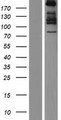 COL7A1 / Collagen VII Protein - Western validation with an anti-DDK antibody * L: Control HEK293 lysate R: Over-expression lysate