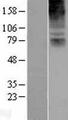 COL8A2 / Collagen VIII Protein - Western validation with an anti-DDK antibody * L: Control HEK293 lysate R: Over-expression lysate