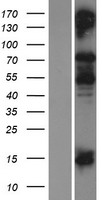 COL9A1 / Collagen IX Protein - Western validation with an anti-DDK antibody * L: Control HEK293 lysate R: Over-expression lysate