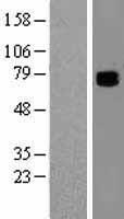 COL9A3 / Collagen IX Protein - Western validation with an anti-DDK antibody * L: Control HEK293 lysate R: Over-expression lysate