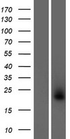 COLCA2 Protein - Western validation with an anti-DDK antibody * L: Control HEK293 lysate R: Over-expression lysate