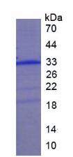 COLEC10 Protein - Recombinant Collectin Liver 1 By SDS-PAGE