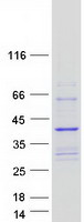 COLEC11 Protein - Purified recombinant protein COLEC11 was analyzed by SDS-PAGE gel and Coomassie Blue Staining