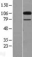 COLEC12 Protein - Western validation with an anti-DDK antibody * L: Control HEK293 lysate R: Over-expression lysate