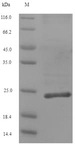 Collagen XII Alpha 1 Protein - (Tris-Glycine gel) Discontinuous SDS-PAGE (reduced) with 5% enrichment gel and 15% separation gel.