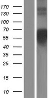 COLQ Protein - Western validation with an anti-DDK antibody * L: Control HEK293 lysate R: Over-expression lysate
