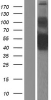 COLQ Protein - Western validation with an anti-DDK antibody * L: Control HEK293 lysate R: Over-expression lysate
