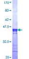 COLQ Protein - 12.5% SDS-PAGE Stained with Coomassie Blue.