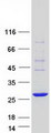 COMMD10 Protein - Purified recombinant protein COMMD10 was analyzed by SDS-PAGE gel and Coomassie Blue Staining