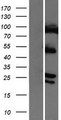 COMMD4 Protein - Western validation with an anti-DDK antibody * L: Control HEK293 lysate R: Over-expression lysate