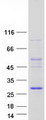 COMMD4 Protein - Purified recombinant protein COMMD4 was analyzed by SDS-PAGE gel and Coomassie Blue Staining