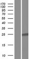 COMMD7 Protein - Western validation with an anti-DDK antibody * L: Control HEK293 lysate R: Over-expression lysate