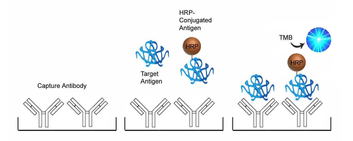 COMP / THBS5 ELISA Kit - Competition ELISA Platform Overview