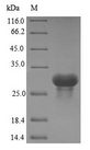 Complement C1QA Protein - (Tris-Glycine gel) Discontinuous SDS-PAGE (reduced) with 5% enrichment gel and 15% separation gel.