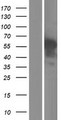 Complement C1RL Protein - Western validation with an anti-DDK antibody * L: Control HEK293 lysate R: Over-expression lysate