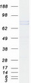 Complement C1s Protein - Purified recombinant protein C1S was analyzed by SDS-PAGE gel and Coomassie Blue Staining