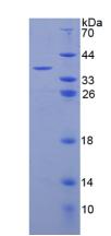 Complement C3a Protein - Recombinant Complement Component 3a By SDS-PAGE
