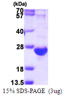 Complement C8g Protein
