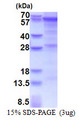 Complement C9 Protein