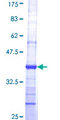 COPA / Xenin Protein - 12.5% SDS-PAGE Stained with Coomassie Blue.