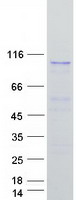 COPB1 / Beta-COP Protein - Purified recombinant protein COPB1 was analyzed by SDS-PAGE gel and Coomassie Blue Staining