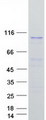 COPB1 / Beta-COP Protein - Purified recombinant protein COPB1 was analyzed by SDS-PAGE gel and Coomassie Blue Staining