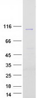 COPB1 / Beta-COP Protein - Purified recombinant protein COPB1 was analyzed by SDS-PAGE gel and Coomassie Blue Staining