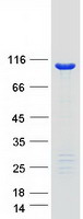 COPB2 / Beta-COP Protein - Purified recombinant protein COPB2 was analyzed by SDS-PAGE gel and Coomassie Blue Staining