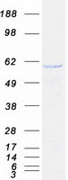 COPD / ARCN1 Protein - Purified recombinant protein ARCN1 was analyzed by SDS-PAGE gel and Coomassie Blue Staining