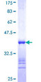 COPE Protein - 12.5% SDS-PAGE Stained with Coomassie Blue.