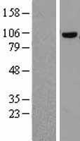 COPG / Gamma-COP Protein - Western validation with an anti-DDK antibody * L: Control HEK293 lysate R: Over-expression lysate