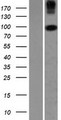 COPG2 Protein - Western validation with an anti-DDK antibody * L: Control HEK293 lysate R: Over-expression lysate