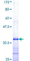 COPG2 Protein - 12.5% SDS-PAGE Stained with Coomassie Blue.
