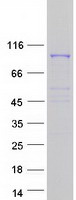 COPG2 Protein - Purified recombinant protein COPG2 was analyzed by SDS-PAGE gel and Coomassie Blue Staining
