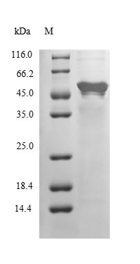 COPS2 / TRIP15 / ALIEN Protein - (Tris-Glycine gel) Discontinuous SDS-PAGE (reduced) with 5% enrichment gel and 15% separation gel.