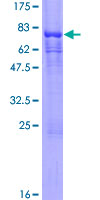 COPS2 / TRIP15 / ALIEN Protein - 12.5% SDS-PAGE of human COPS2 stained with Coomassie Blue