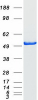 COPS2 / TRIP15 / ALIEN Protein - Purified recombinant protein COPS2 was analyzed by SDS-PAGE gel and Coomassie Blue Staining